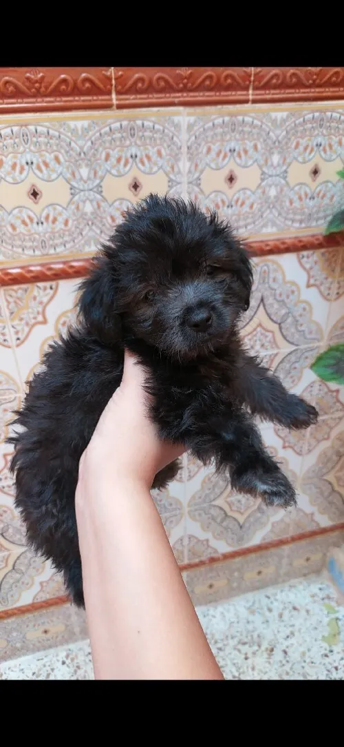 Caniche bichon maltais 