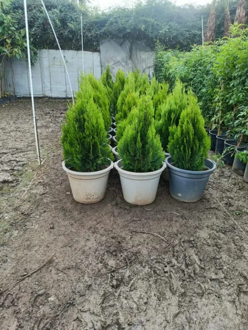 Espace vert et Gazon Naturel 