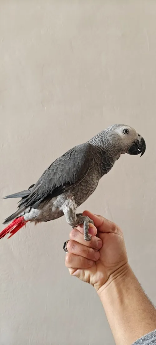 Gabonais bébé ببغاء صغير