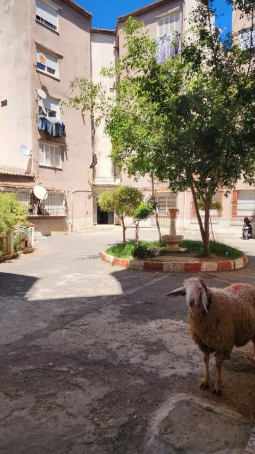 Vente Appartement F3 Alger Ouled fayet