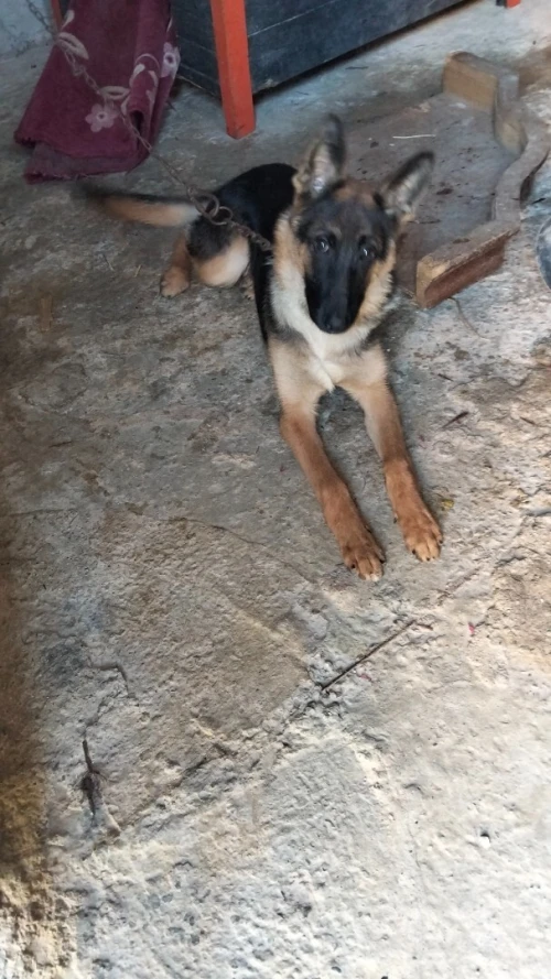 Berger Allemand 6 mois femelle . Avec carnet de naissance 