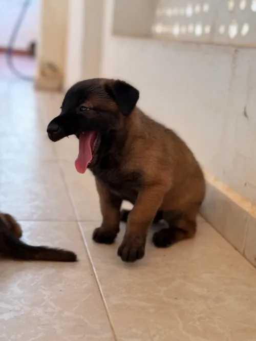 Malinois pure race 