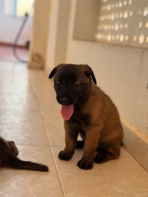 Malinois pure race 