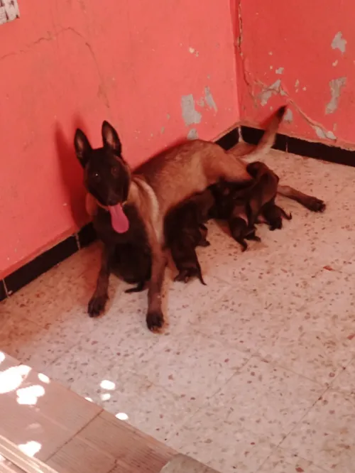 Choits malinois 