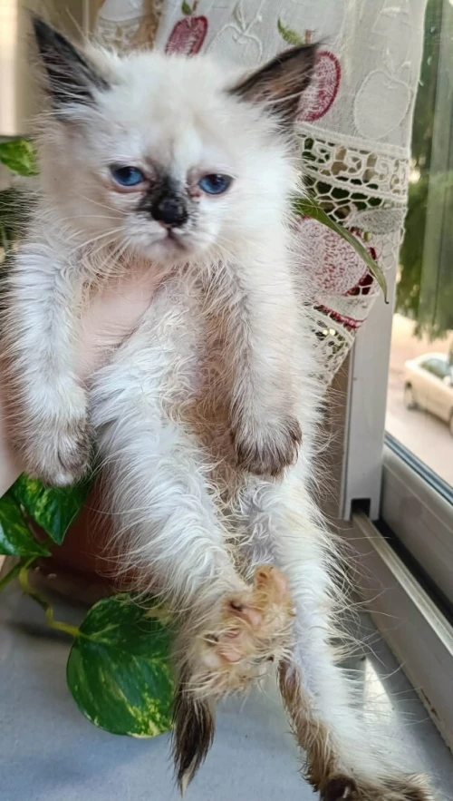 Chat de race persan chinchilla