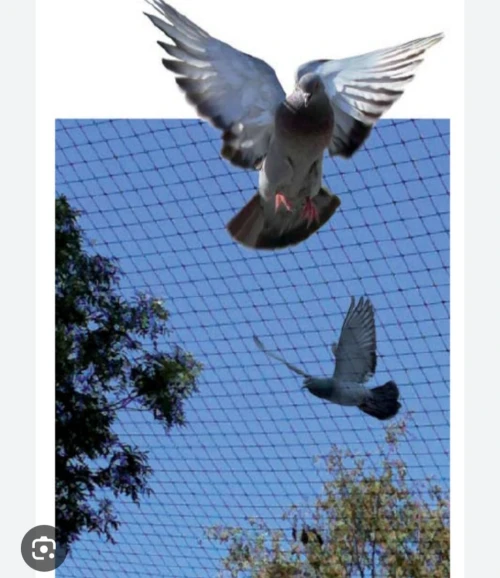 Filet anti pigeon