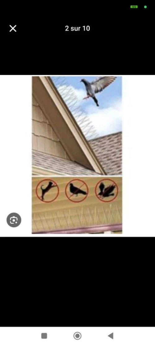 Filet anti pigeon