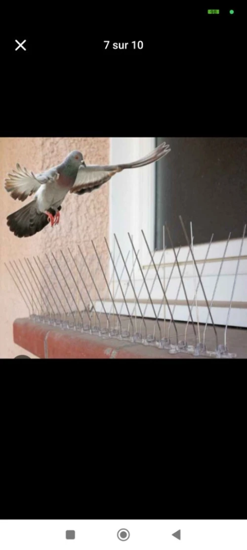 Filet anti pigeon