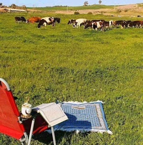 Vente Terrain Agricole Tipaza Sidi rached