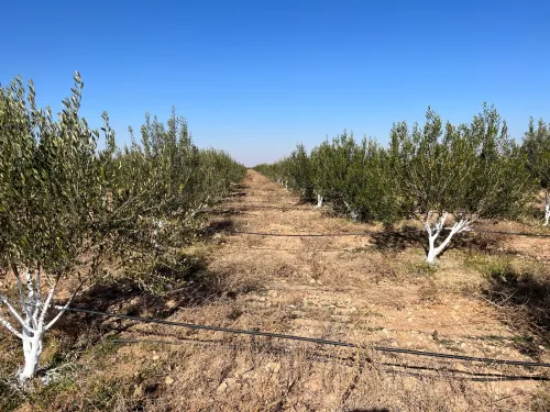 Vente Terrain Agricole Djelfa Ain oussara