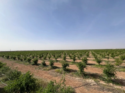 Vente Terrain Agricole Djelfa Ain oussara