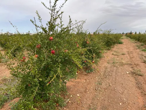 Vente Terrain Agricole Djelfa Ain oussara