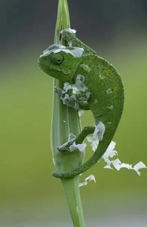 Caméléon