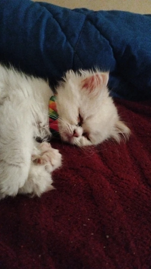 chat persan Mâle blanc 