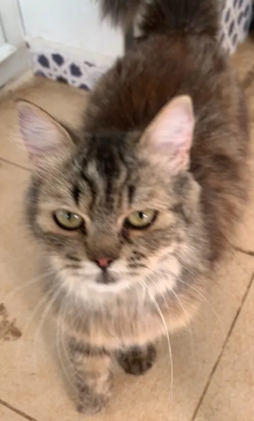 Chats Persan Chinchilla croisé à vendre!!