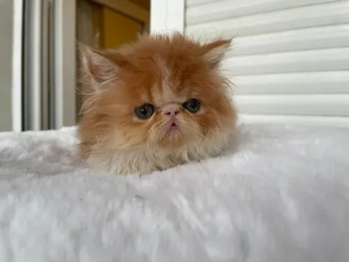 Femelle piki face