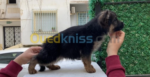 Top chiot Berger Allemand