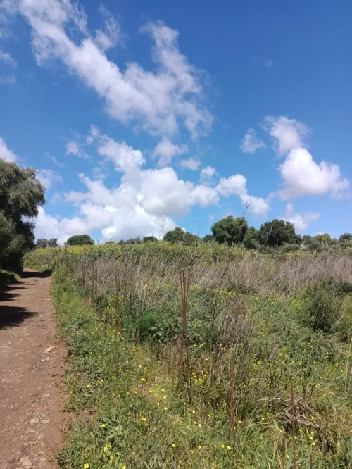 Vente Terrain Tipaza Kolea