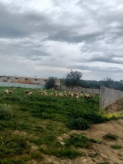 Location Terrain Tipaza Kolea