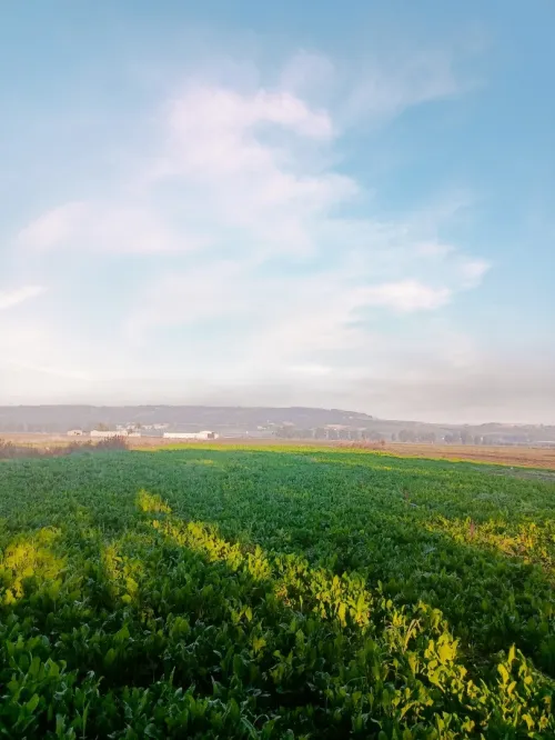 Vente Terrain Agricole Tipaza Sidi rached