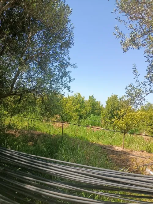 Vente Terrain Agricole Blida Mouzaia