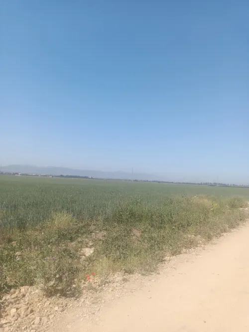 Vente Terrain Agricole Tipaza Sidi rached