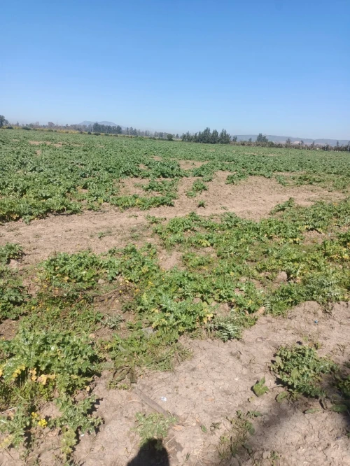 Vente Terrain Agricole Tipaza Attatba