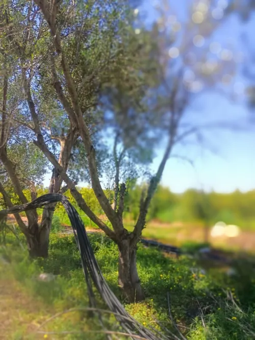 Vente Terrain Agricole Blida Mouzaia