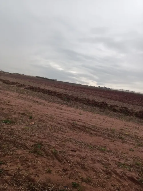 Vente Terrain Agricole Tipaza Khemisti