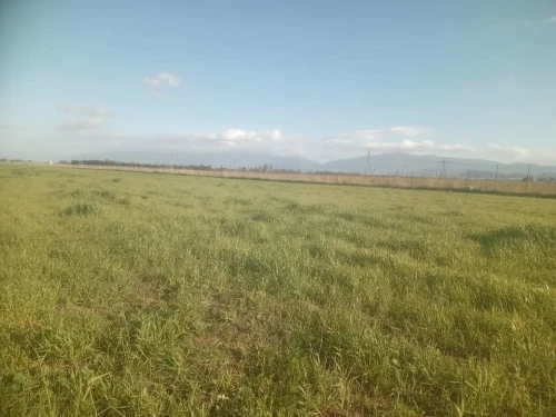 Vente Terrain Agricole Tipaza Tipaza