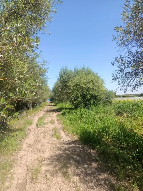 Vente Terrain Agricole Blida Mouzaia