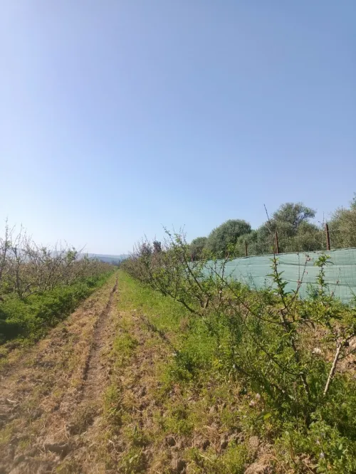 Vente Terrain Agricole Tipaza Attatba