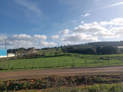 Vente Terrain Agricole Tipaza Ain tagourait