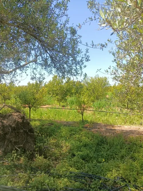 Vente Terrain Agricole Blida Mouzaia