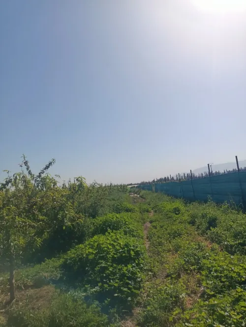 Vente Terrain Agricole Tipaza Attatba