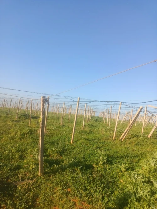 Vente Terrain Agricole Tipaza Tipaza