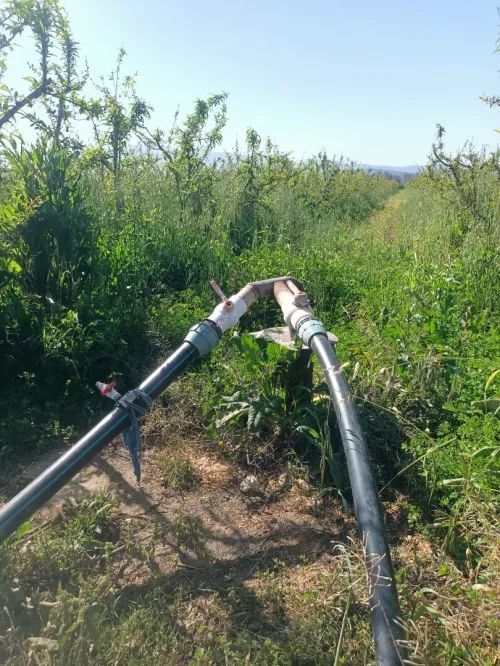 Vente Terrain Agricole Tipaza Attatba
