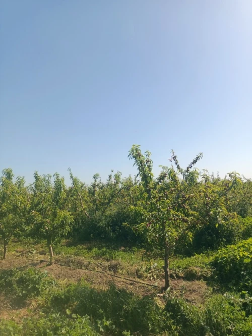 Vente Terrain Agricole Tipaza Attatba