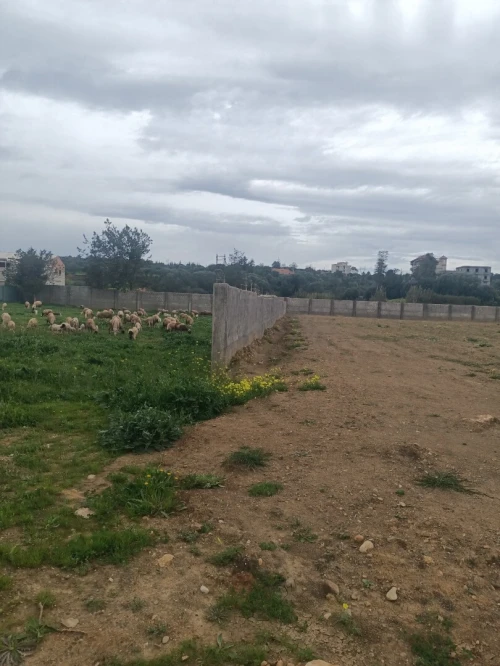 Location Terrain Tipaza Kolea