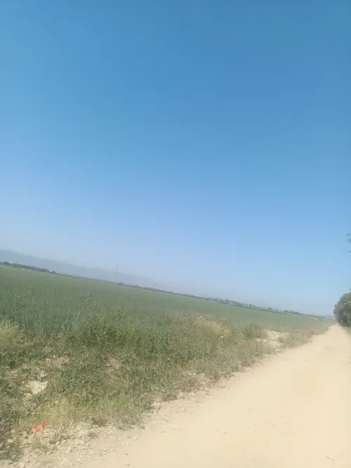 Vente Terrain Agricole Tipaza Sidi rached