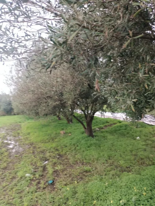 Vente Terrain Agricole Tipaza Sidi rached