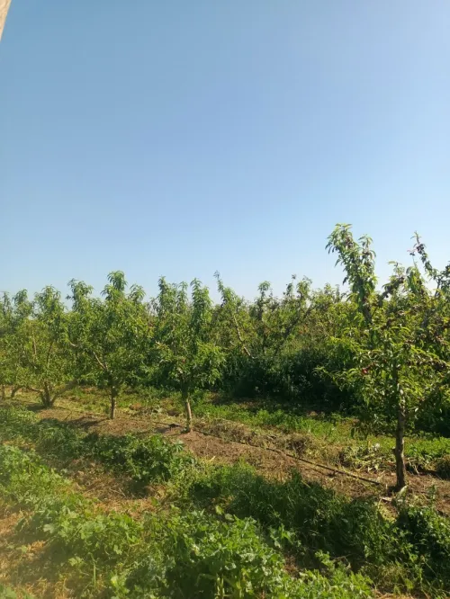 Vente Terrain Agricole Tipaza Attatba