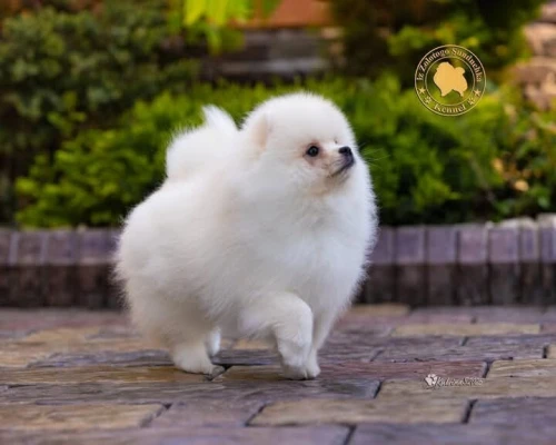 SPITZ 