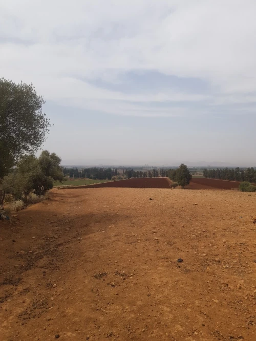 Vente Terrain Agricole Aïn Defla Khemis miliana