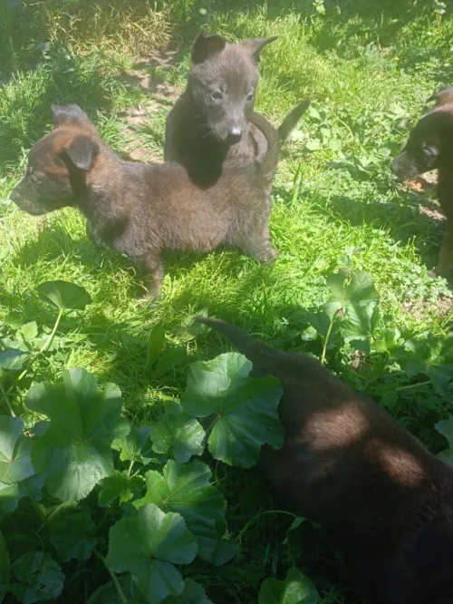 Malinois