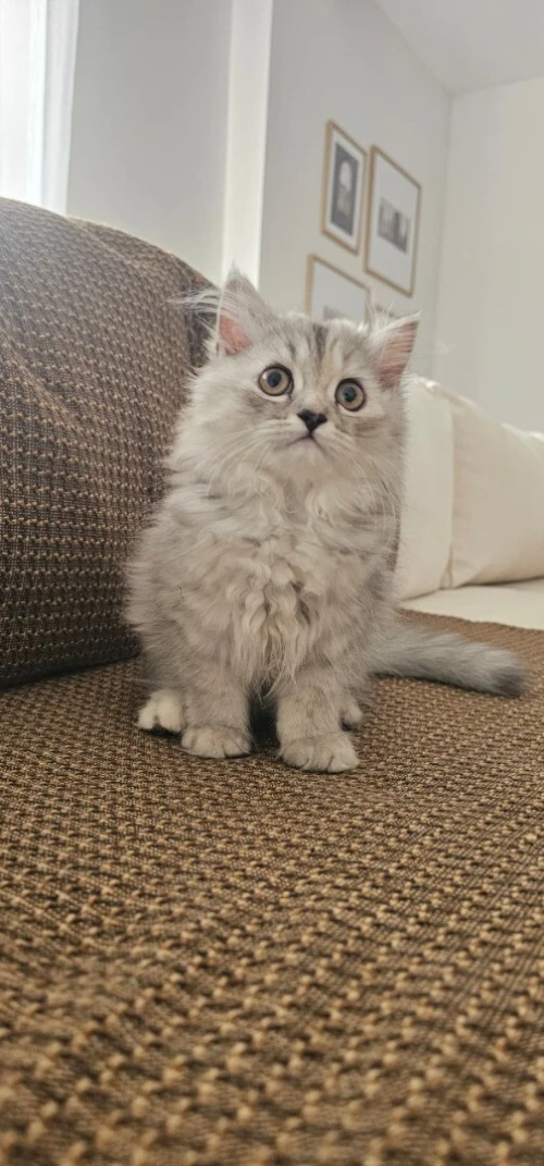 Chat persan