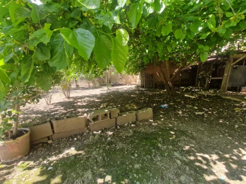Vente Terrain Blida Ben khellil