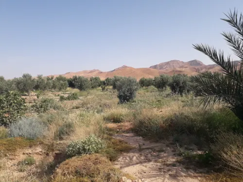 Vente Terrain Agricole Biskra El hadjeb