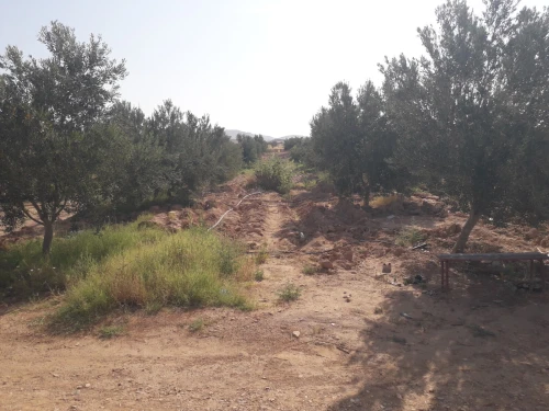 Vente Terrain Agricole Biskra El hadjeb