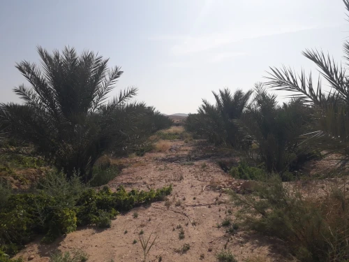 Vente Terrain Agricole Biskra El hadjeb